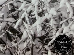 Snow Forest Wallpaper -Wallpaper Mural Shop Snow Forest Wallpaper Close Up About Murals