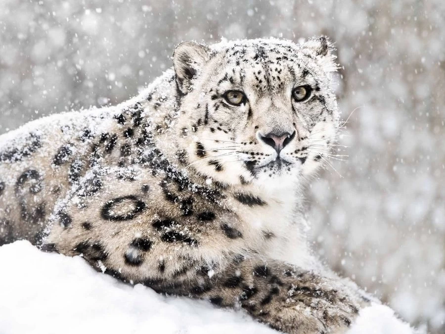 Snow Leopard Wallpaper 2 Snow Leopard Wallpaper - Image 2