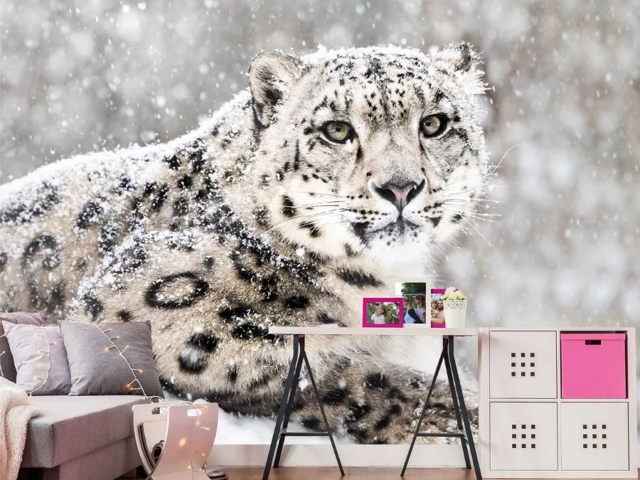 Snow Leopard Wallpaper 1 Snow Leopard Wallpaper