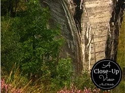 Steam Train Wallpaper 6 Steam Train Wallpaper -Wallpaper Mural Shop Steam Train Wallpaper Closeup About Murals