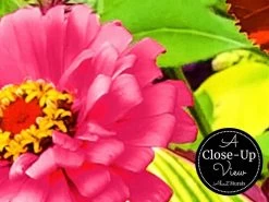 Summer Flower Wallpaper -Wallpaper Mural Shop Summer Flower Wallpaper Close up About Murals