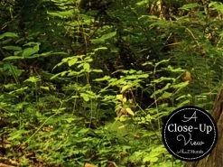 Summer Forest Wallpaper -Wallpaper Mural Shop Summer Forest Wallpaper Close up About Murals