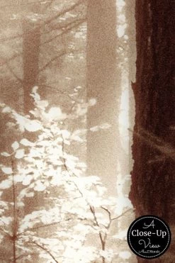 Sun Forest Wallpaper -Wallpaper Mural Shop Sun Forest Wallpaper Close up About Murals