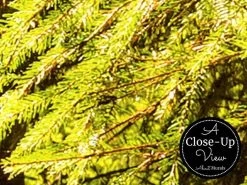 Sunlight Wallpaper -Wallpaper Mural Shop Sunlight Wallpaper Close up About Murals