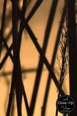 Sunset Lake Wallpaper -Wallpaper Mural Shop Sunset Lake Wallpaper Close up About Murals