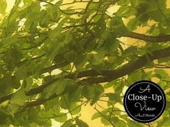 Sunshine Forest Wallpaper -Wallpaper Mural Shop Sunshine Forest Wallpaper Close up About Murals