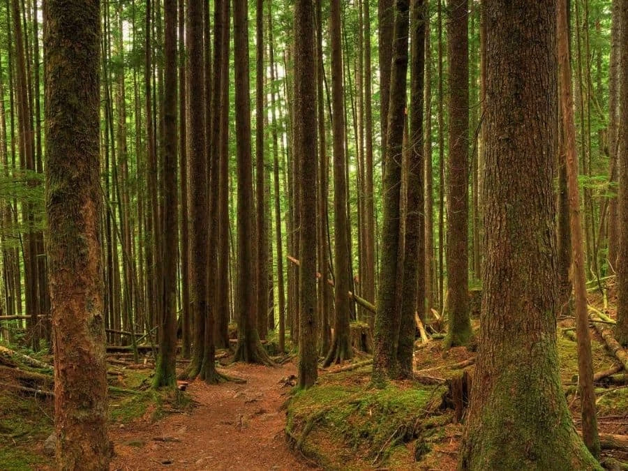 Trail Wallpaper 2 Trail Wallpaper - Image 2