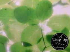 Tree Leaves Wallpaper -Wallpaper Mural Shop Tree Leaves Wallpaper Close up About Murals