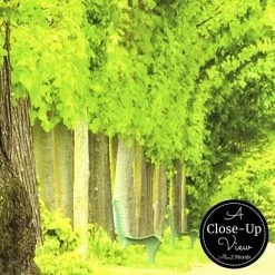 Tree Path Wallpaper -Wallpaper Mural Shop Tree Path Wallpaper Closeup About Murals