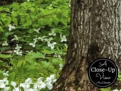 Trillium Wallpaper -Wallpaper Mural Shop Trillium Wallpaper Close up About Murals