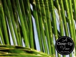 Tropical Island Wallpaper -Wallpaper Mural Shop Tropical Island Wallpaper Close up About Murals