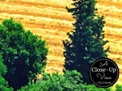 Tuscany Wallpaper -Wallpaper Mural Shop Tuscany Wallpaper Close up About Murals