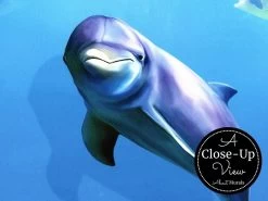 Under The Sea Wallpaper 6 Under The Sea Wallpaper -Wallpaper Mural Shop Under The Sea Wallpaper Close up About Murals