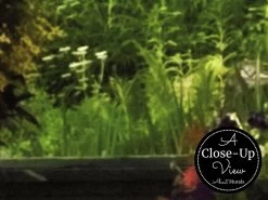 Water Garden Wallpaper 6 Water Garden Wallpaper -Wallpaper Mural Shop Water Garden Wallpaper Close up About Murals