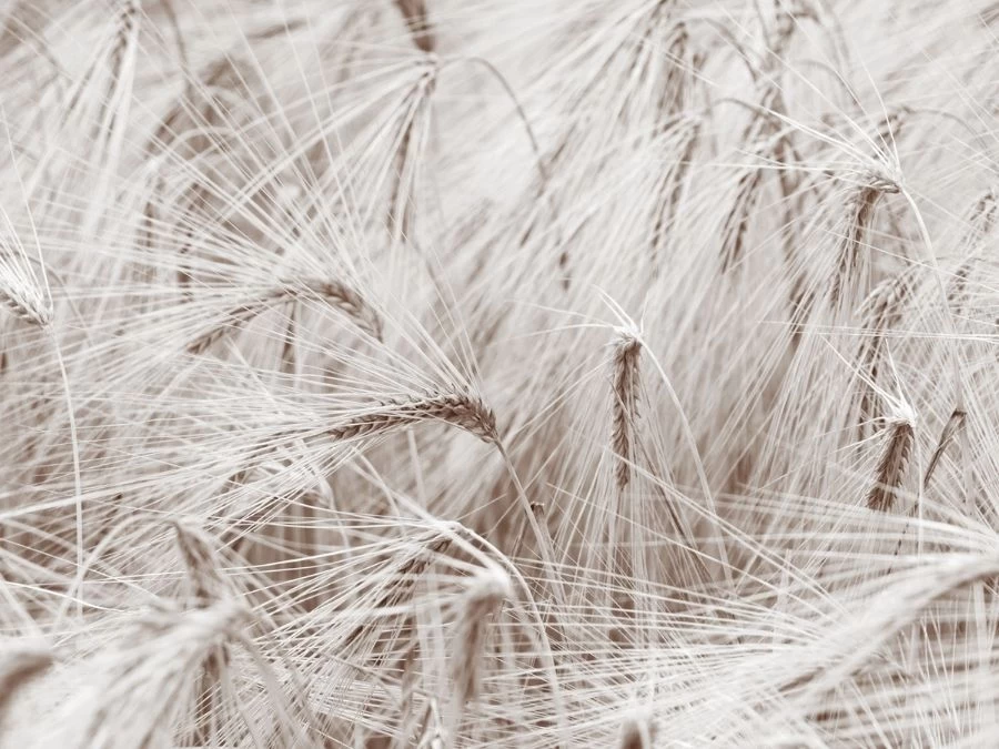 Wheat Wallpaper 2 Wheat Wallpaper - Image 2