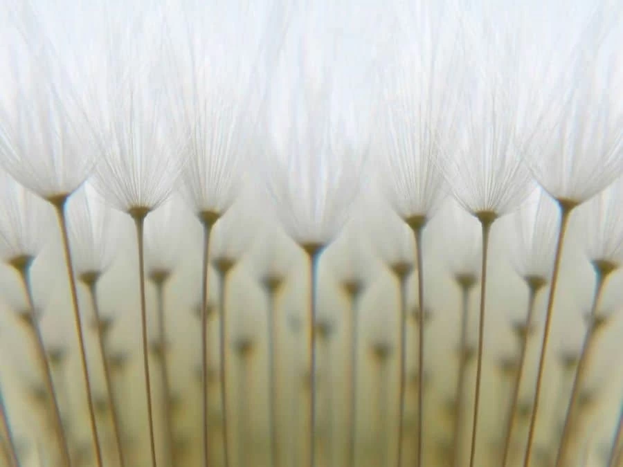White Dandelion Wallpaper 2 White Dandelion Wallpaper - Image 2