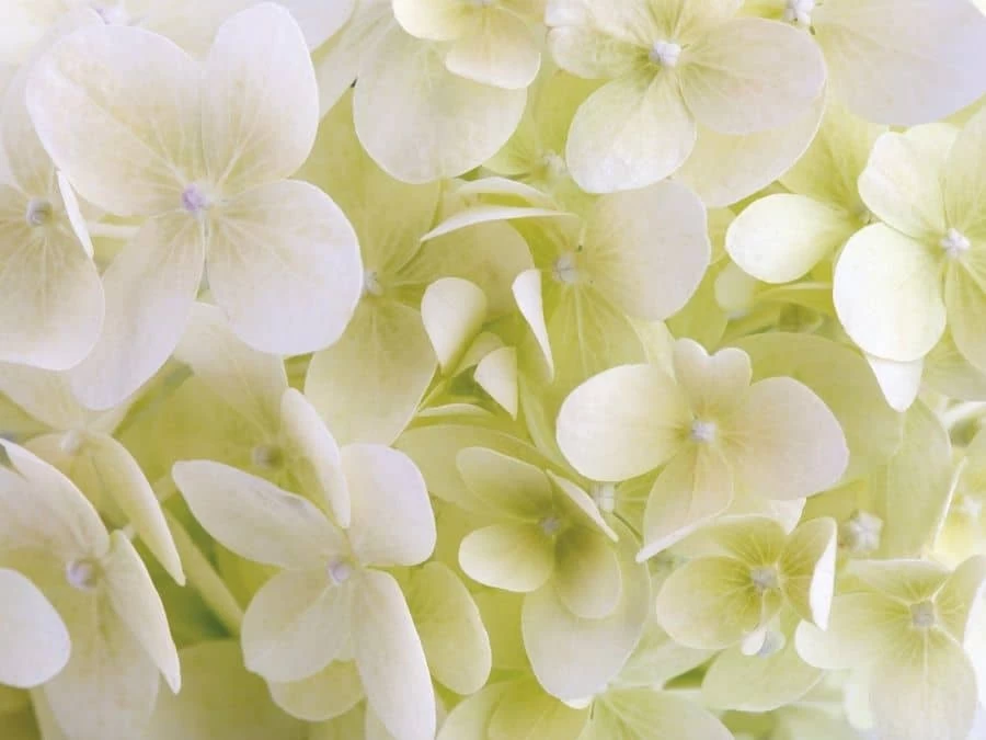 White Hydrangea Wallpaper 2 White Hydrangea Wallpaper - Image 2