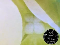 White Hydrangea Wallpaper 7 White Hydrangea Wallpaper -Wallpaper Mural Shop White Hydrangea Wallpaper Close up About Murals