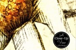 White Poppy Wallpaper -Wallpaper Mural Shop White Poppy Wallpaper Close up About Murals min