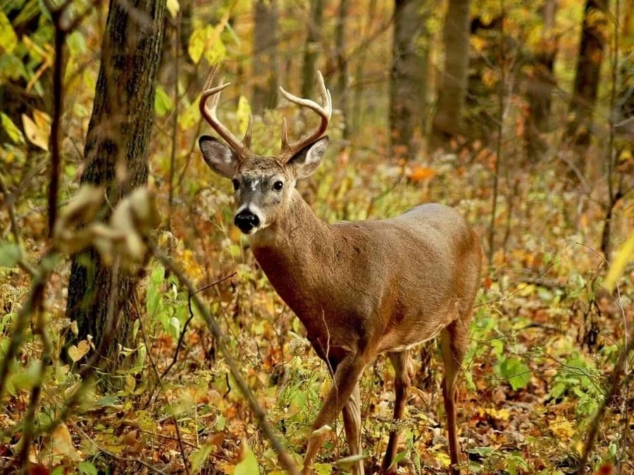 White Tailed Deer Wallpaper 2 White Tailed Deer Wallpaper - Image 2