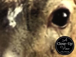 White Tailed Deer Wallpaper 6 White Tailed Deer Wallpaper -Wallpaper Mural Shop White Tailed Deer Wallpaper Close up About Murals