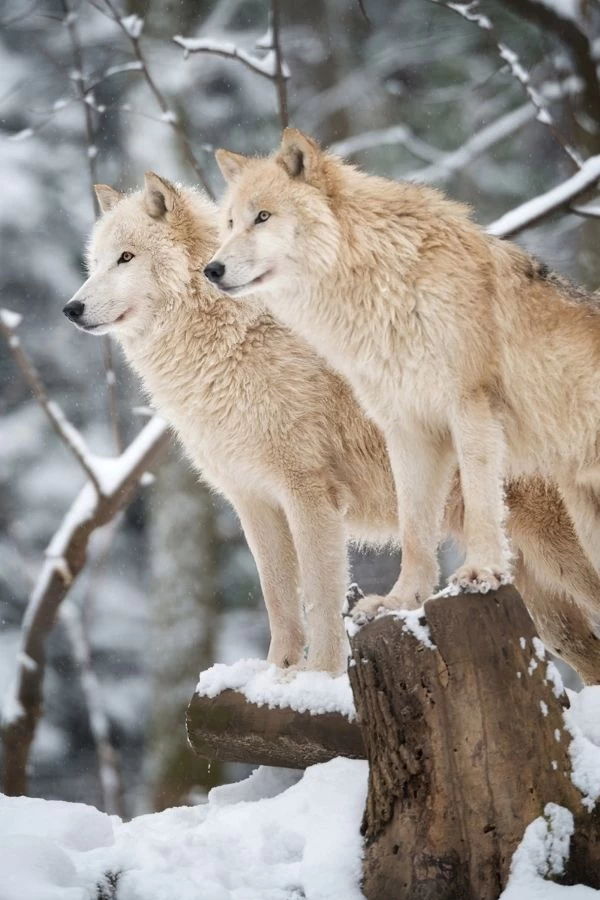 White Wolves Wallpaper 2 White Wolves Wallpaper - Image 2