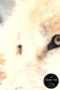 White Wolves Wallpaper 6 White Wolves Wallpaper -Wallpaper Mural Shop White Wolves Wallpaper Close up About Murals