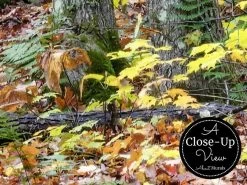 Wild Forest Wallpaper -Wallpaper Mural Shop Wild Forest Wallpaper Close up About Murals