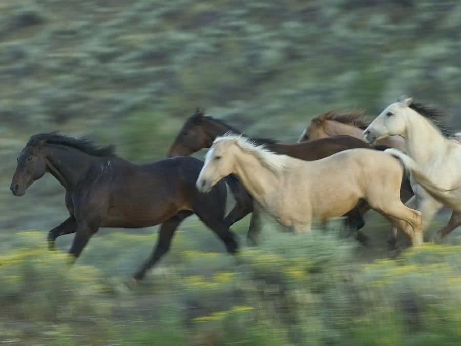 Wild Horse Mural 2 Wild Horse Mural - Image 2