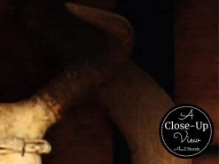 Wild West Wallpaper -Wallpaper Mural Shop Wild West Wallpaper Close up About Murals