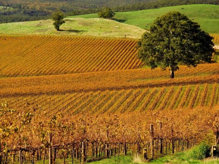 Winery Wallpaper 2 Winery Wallpaper - Image 2