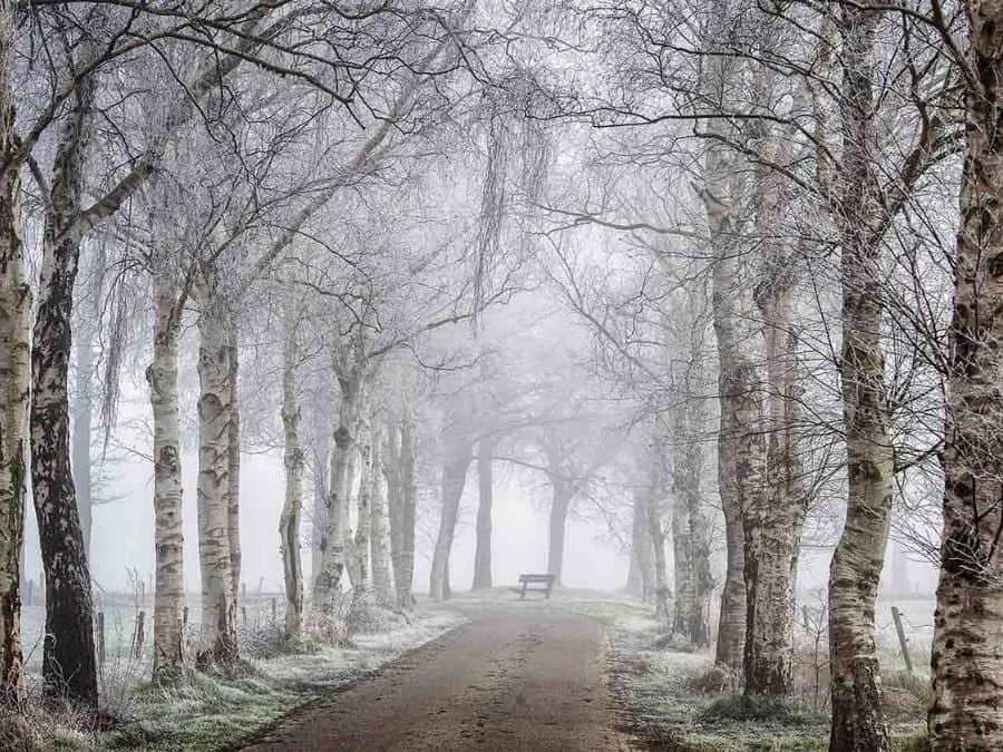 Winter Birch Trees Wallpaper 2 Winter Birch Trees Wallpaper - Image 2