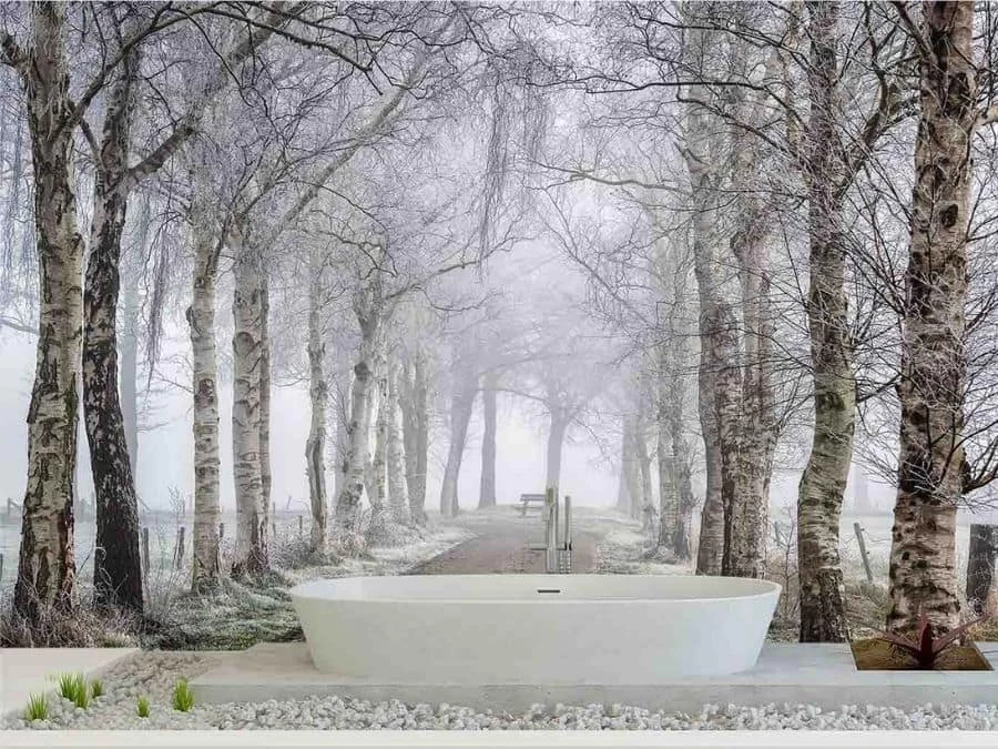 Winter Birch Trees Wallpaper 1 Winter Birch Trees Wallpaper