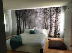 Winter Birch Trees Wallpaper 9 Winter Birch Trees Wallpaper -Wallpaper Mural Shop Winter Birch Trees Wallpaper Bedroom About Murals
