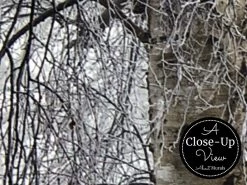 Winter Birch Trees Wallpaper 7 Winter Birch Trees Wallpaper -Wallpaper Mural Shop Winter Birch Trees Wallpaper Close up About Murals