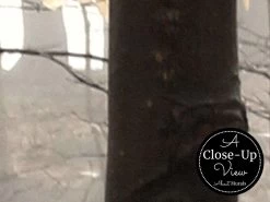 Winter Forest Wallpaper 7 Winter Forest Wallpaper -Wallpaper Mural Shop Winter Forest Wallpaper Close up About Murals