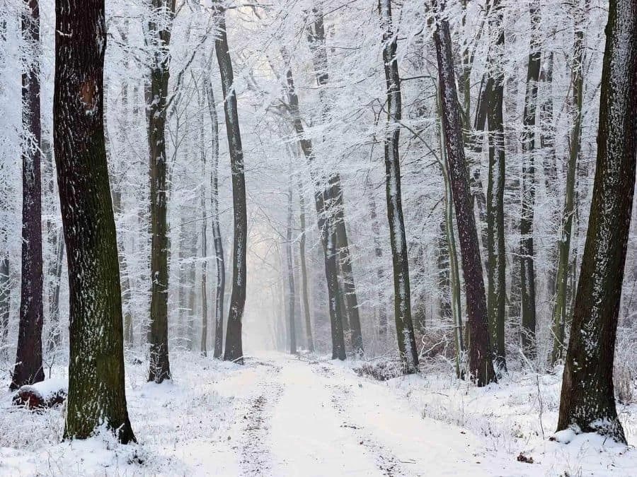 Winter Path Wallpaper 2 Winter Path Wallpaper - Image 2