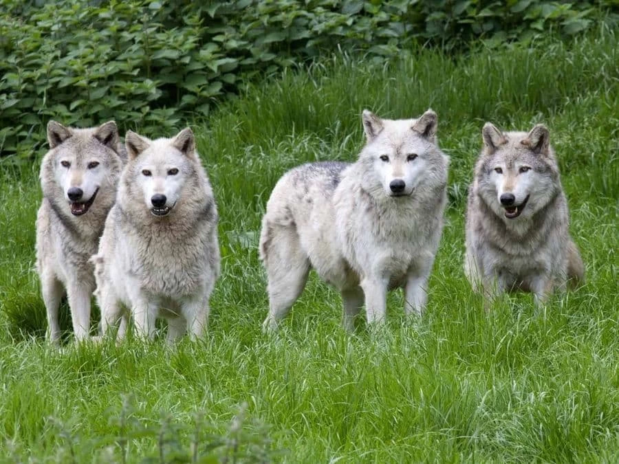 Wolf Pack Wallpaper 2 Wolf Pack Wallpaper - Image 2