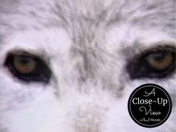 Wolf Pack Wallpaper 6 Wolf Pack Wallpaper -Wallpaper Mural Shop Wolf Pack Wallpaper Close up About Murals