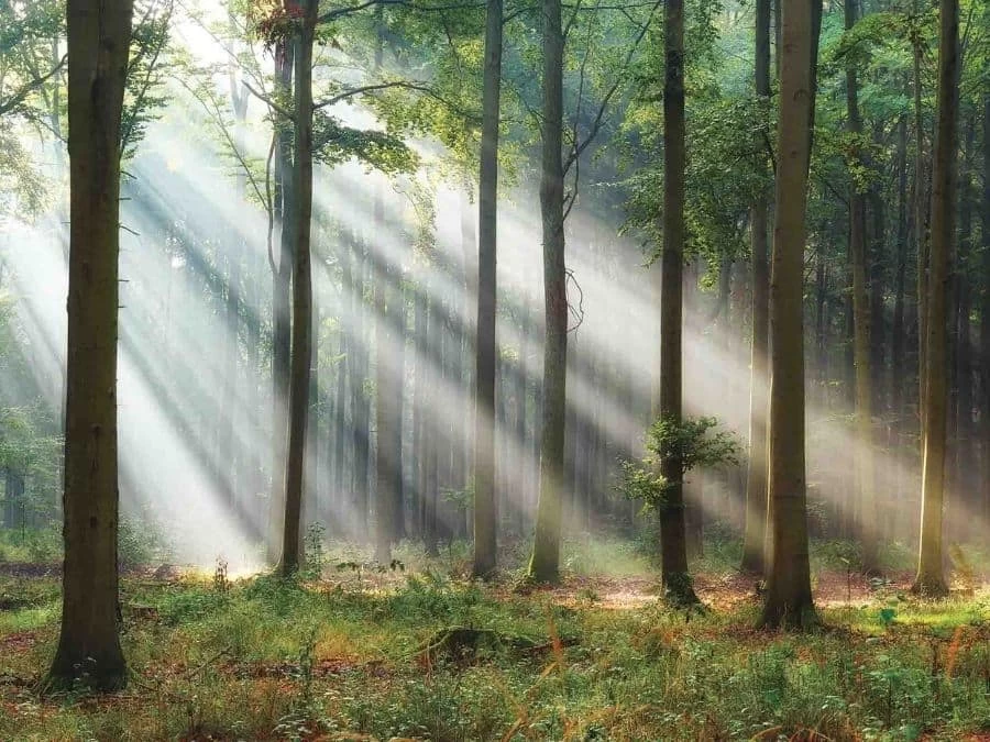 Wood Forest Wallpaper 2 Wood Forest Wallpaper - Image 2