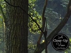 Wood Forest Wallpaper 6 Wood Forest Wallpaper -Wallpaper Mural Shop Wood Forest Wallpaper Close up About Murals