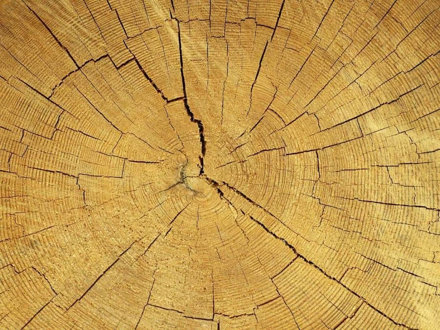 Wood Slab Wallpaper 2 Wood Slab Wallpaper - Image 2