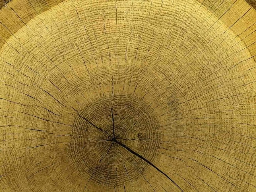 Wood Slice Wallpaper 2 Wood Slice Wallpaper - Image 2