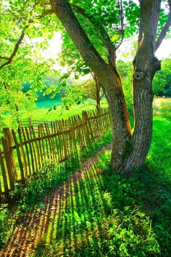 Wooden Fence Wallpaper 2 Wooden Fence Wallpaper - Image 2