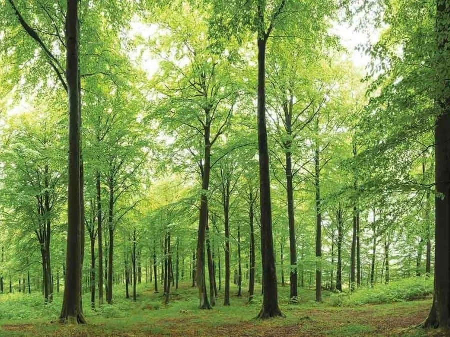 Woodland Forest Wallpaper 2 Woodland Forest Wallpaper - Image 2