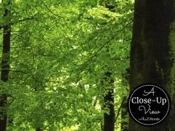 Woodland Forest Wallpaper 6 Woodland Forest Wallpaper -Wallpaper Mural Shop Woodland Forest Wallpaper Close up About Murals