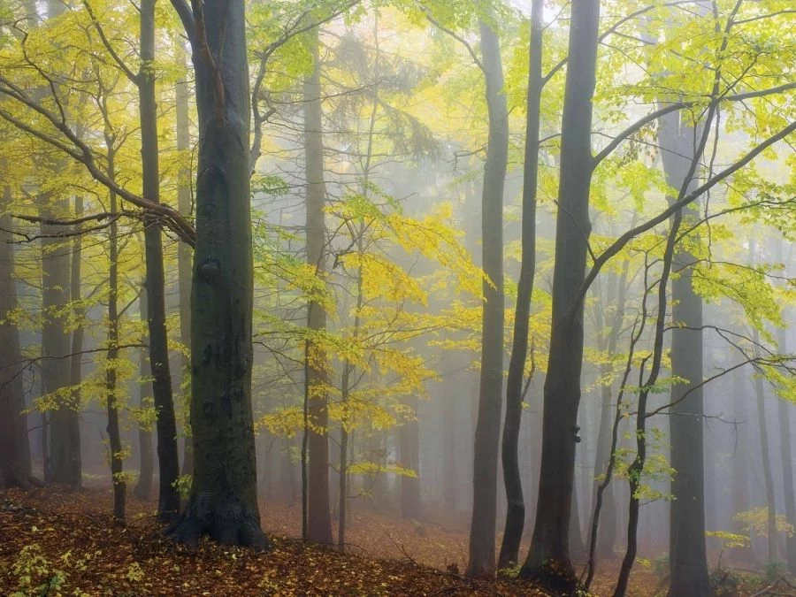 Yellow Autumn Wallpaper 2 Yellow Autumn Wallpaper - Image 2