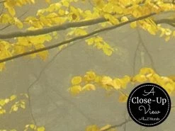 Yellow Autumn Wallpaper 7 Yellow Autumn Wallpaper -Wallpaper Mural Shop Yellow Autumn Wallpaper Close up About Murals