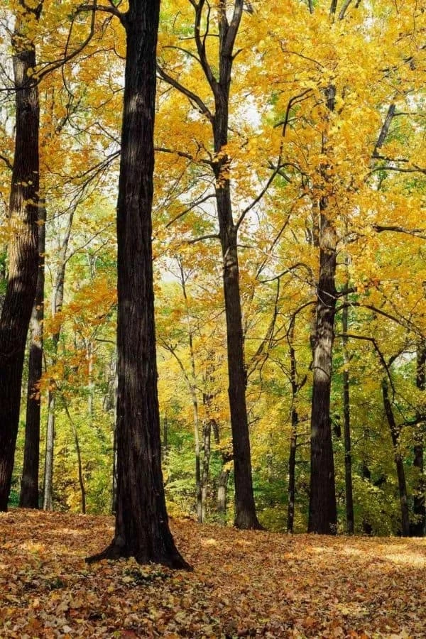 Yellow Forest Wallpaper 2 Yellow Forest Wallpaper - Image 2