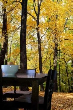 Yellow Forest Wallpaper